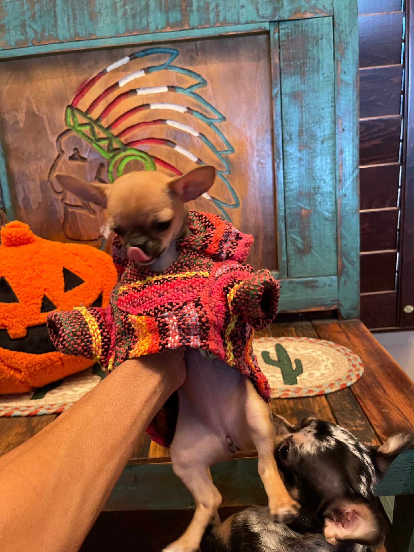 🐶XS DOG PONCHO   1-4 pounds